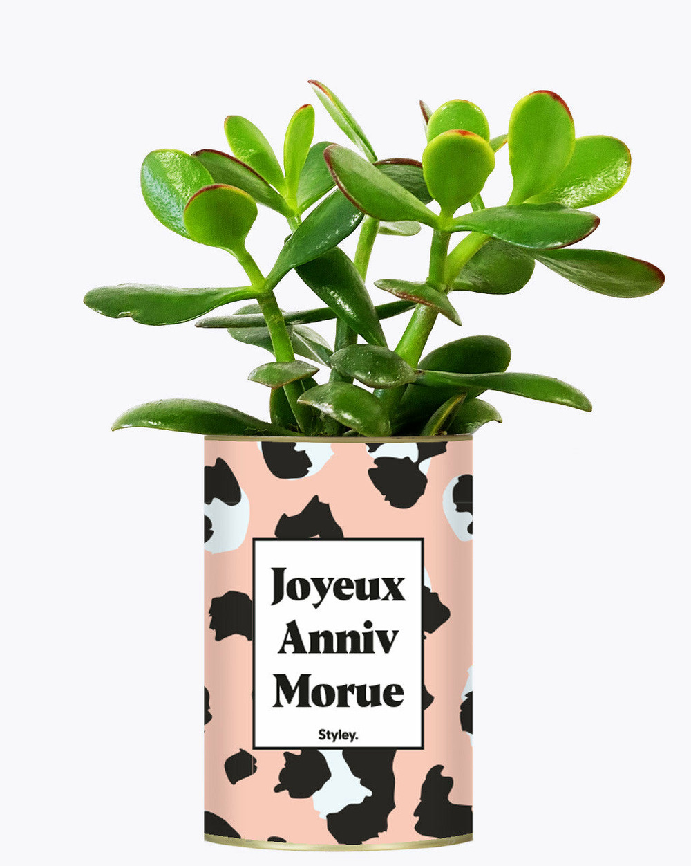 Plante drôle - joyeux anniv morue - plante