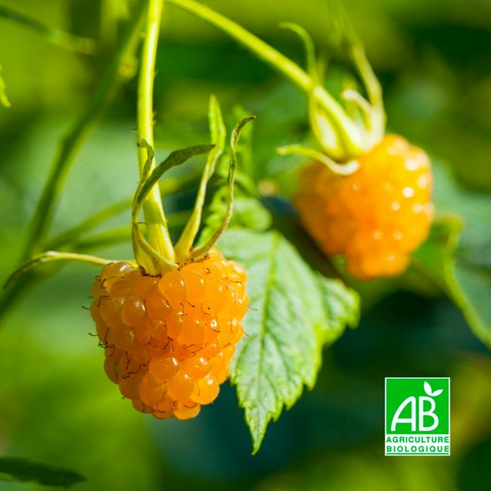 Framboisier 'surprise d'automne' bio (rubus idaeus 'surprise d'automne')