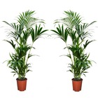 Kentia palmier - set de 2 - howea forsteriana - plante verte interieur vivante - purifiante - pot 18cm - hauteur 90-100cm
