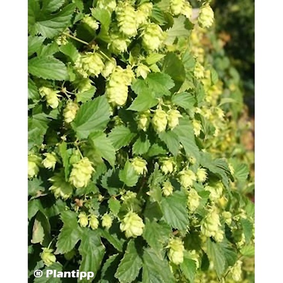 Houblon 'prima donna' pot de 1,5l/2l