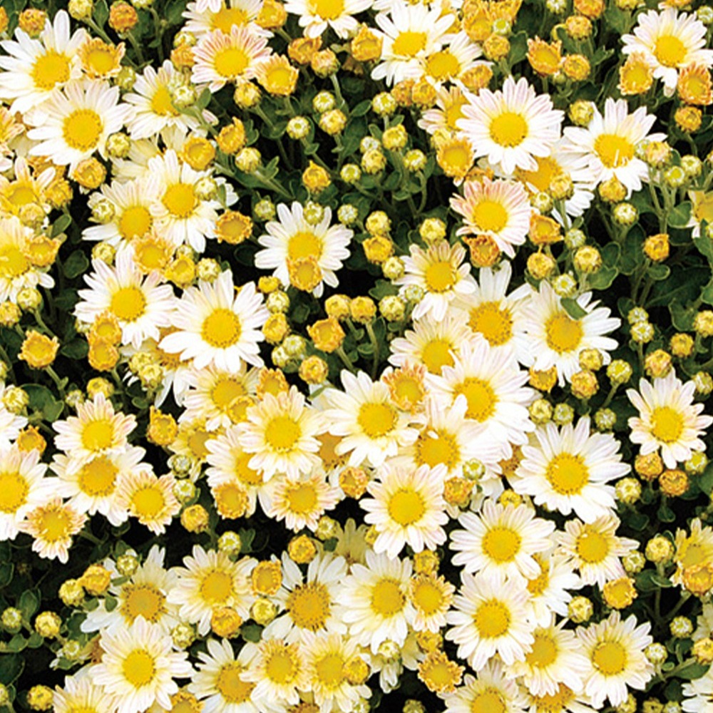 Chrysanthème du pacifique bengo weiss - le pot / ø 8cm