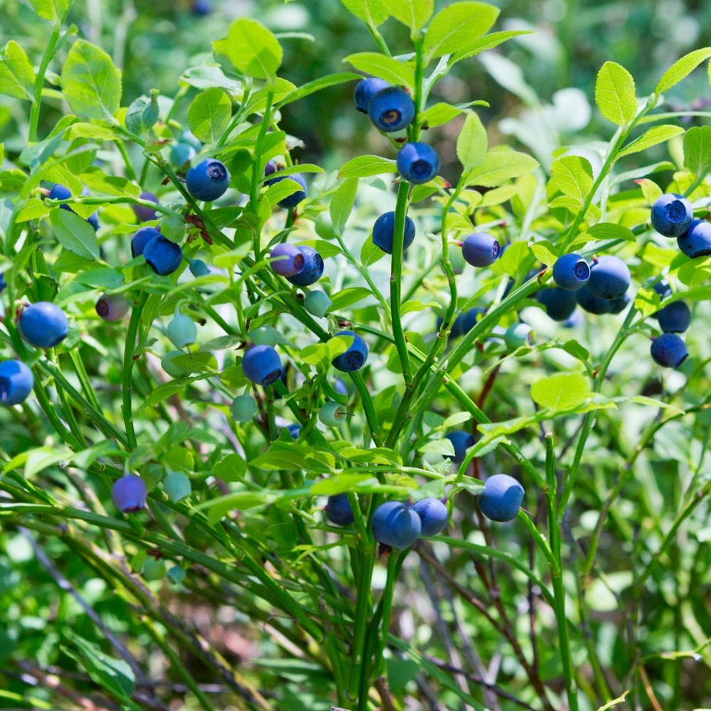 Myrtille bio x 6
