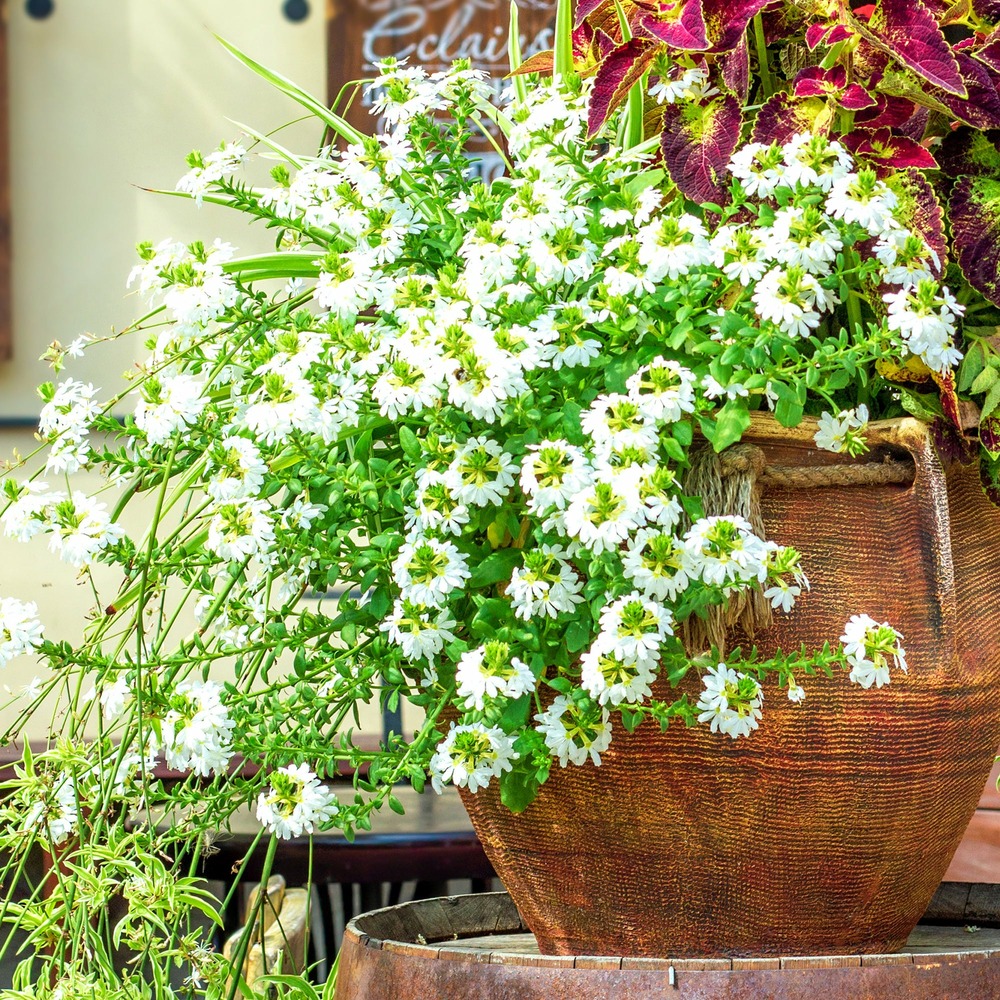 Scaevola blanc - le pot / ø 10,5cm