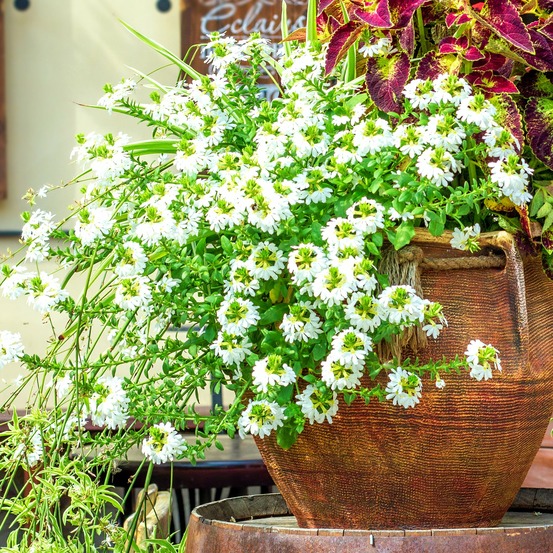 Scaevola blanc - le pot / ø 10,5cm
