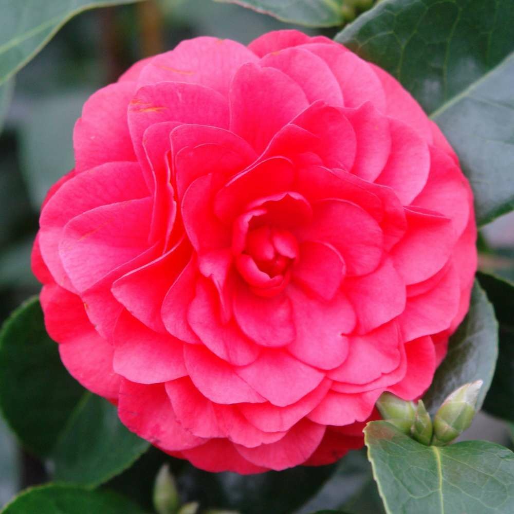 Camellia japonica 'roger hall ': 15 l (rouge carmin velouté)