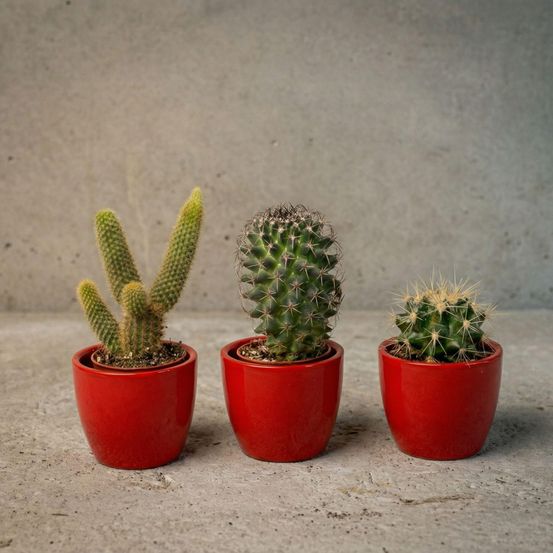 Cactussen set de 3 avec rouge mini-pot - mix van levende cactussen - ↑ 8-12 cm