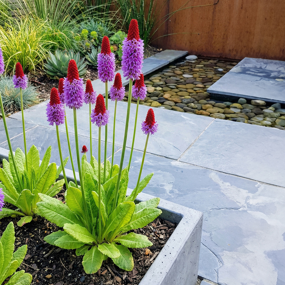 Lot de 6 - primula vialii - primevère orchidée - h. 10-20 cm
