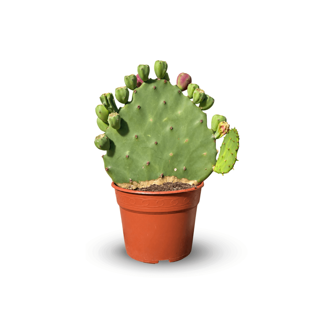 Opuntia - microdasys undulata - 50-60 cm - ⌀ 20 cm - cactus et plantes grasses