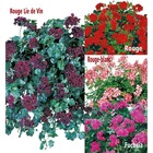 Collection geraniums lierre - 12 godets plante annuelle