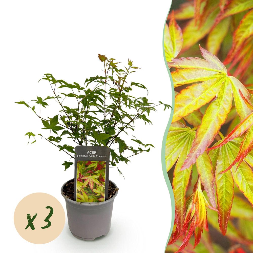 Érable du japon 'little princess' - lot de 3 - pot 12 cm - hauteur 35 cm - plante d'extérieur