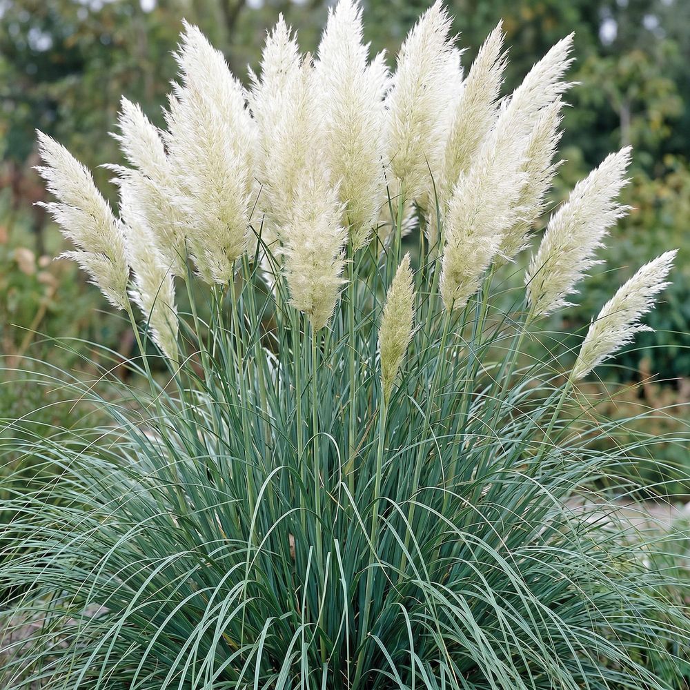Cortaderia 'pumila' - pot 11 cm - hauteur 25 cm - plante d'extérieur