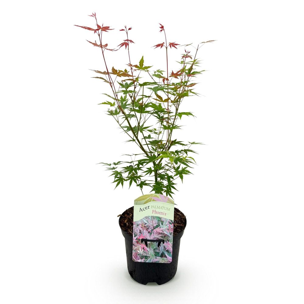 Érable du japon 'phoenix' - pot 19 cm - hauteur 70 cm - plante d'extérieur