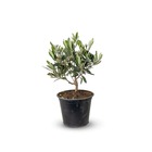 Olivier europaea - arbuste méditerranéen - ↕ 25-30 cm - ⌀ 14 cm - plante d'extérieur