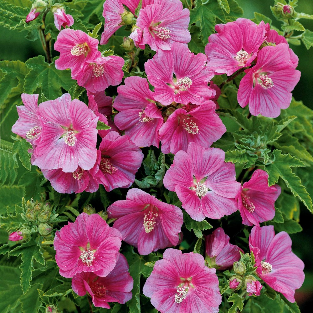 2 lavatères - les 2 pots / ø 9cm