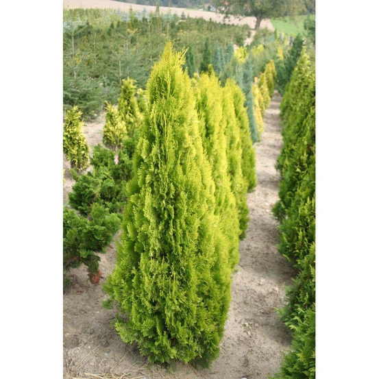 Thuya d'orient pyramidalis aurea, thuja orientalis pot de 7,5l - 60/80 cm