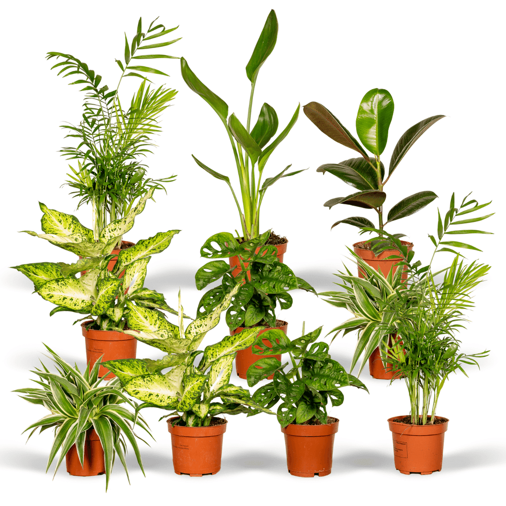 Boîte surprise - ø12cm - ↕25cm - x10 - plantes d'intérieur