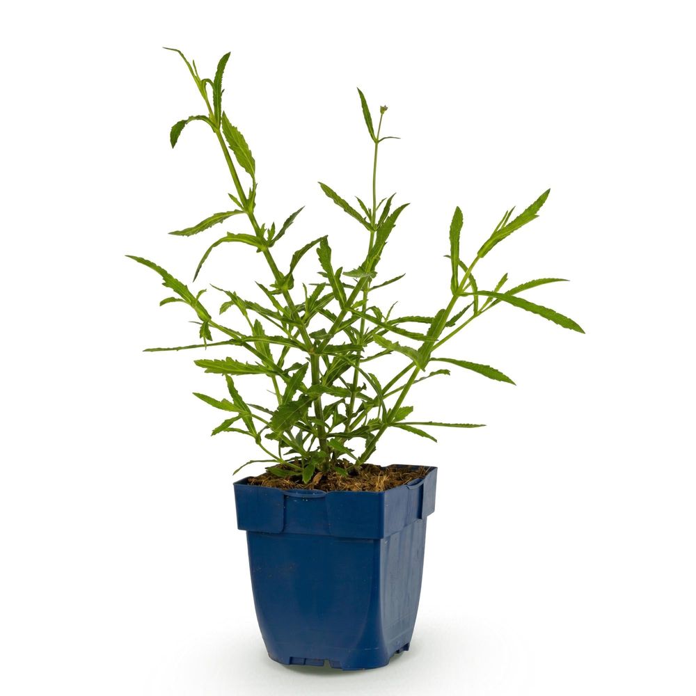 Verveine de buenos aires 'lollipop' - pot 11 cm - hauteur 25 cm - plante d'extérieur