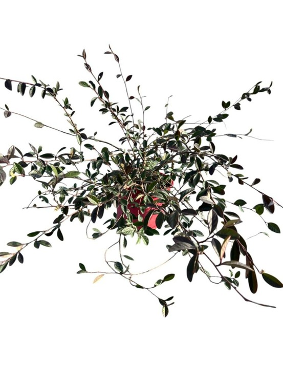 Cotonaester lacteus - pot 4 l - h 80 cm