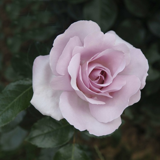 Rosier 'rose synactif by shiseido' pot de 4l/5l