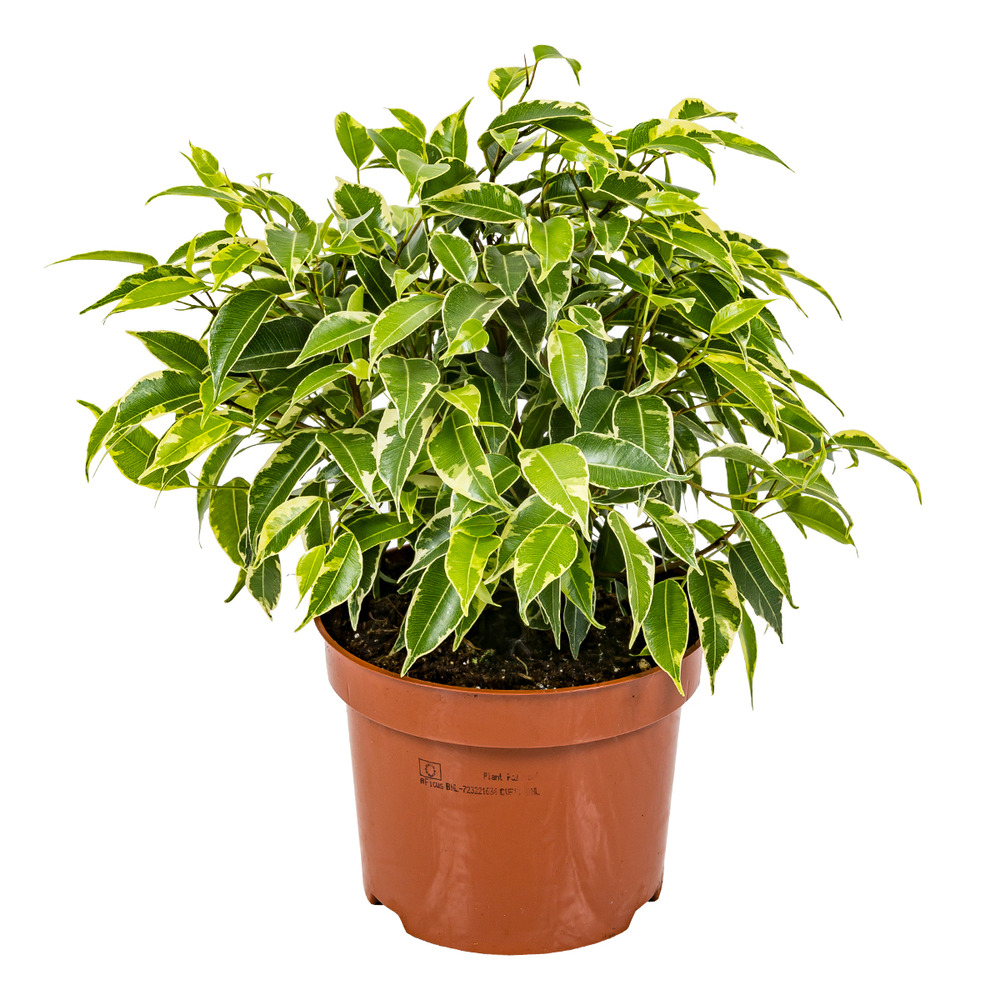 Figue pleureuse - ficus benjamina 'kinky' chaque - plante d'intérieur en pot de pépinière ⌀12 cm - ↕30 cm