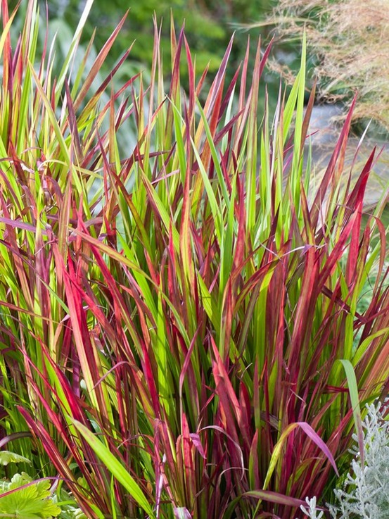 Imperata cylindrica 'red baron' godet de 8/9 cm