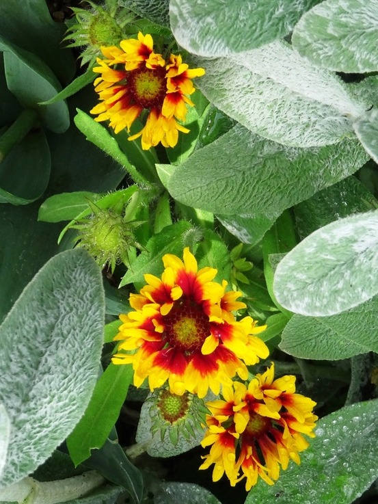 Gaillarde vivace 'arizona sun' le sachet de 25 graines environ