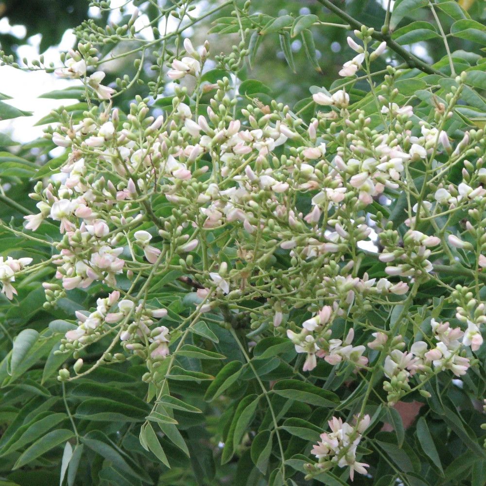 Sophora du japon, arbre aux pagodes pot de 30l - tige 8/10