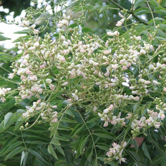 Sophora du japon, arbre aux pagodes pot de 30l - tige 8/10