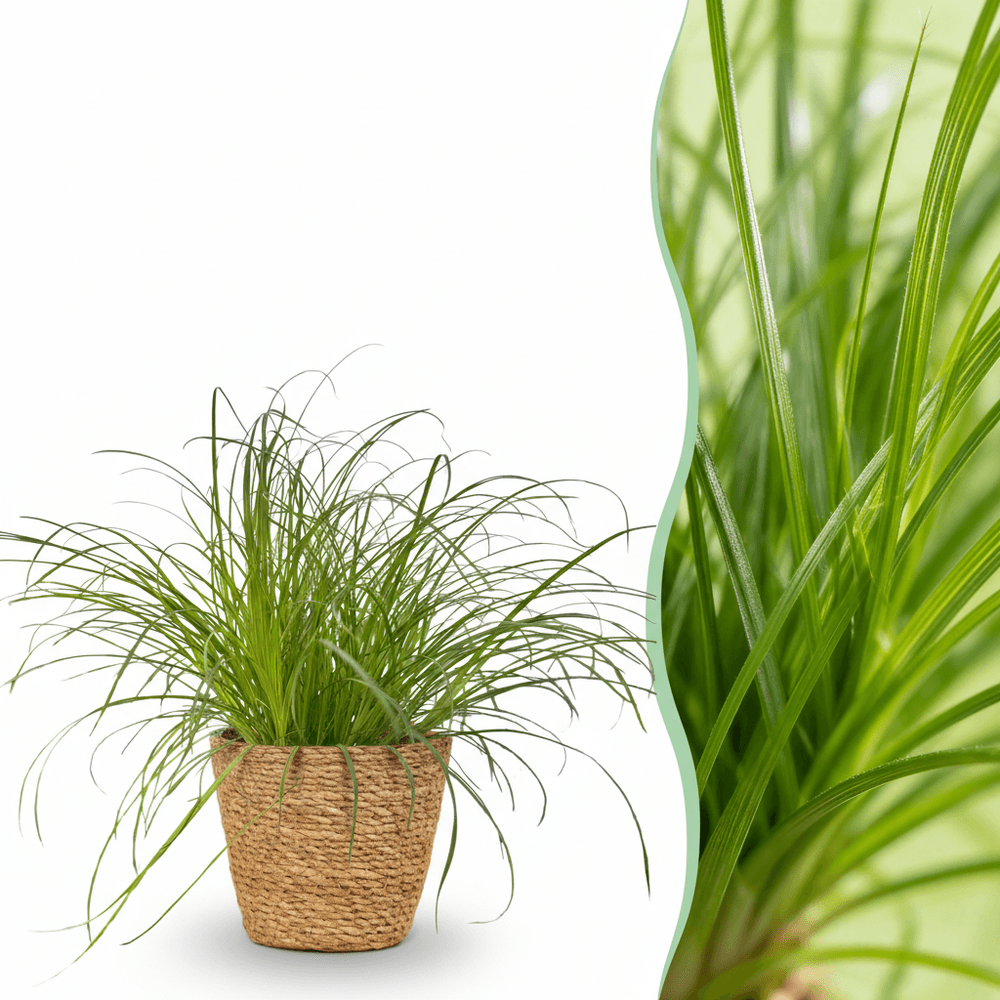 Cyperus alternifolius zumula - pet-friendly - pot de 12cm - hauteur 20cm - plantes d'intérieur