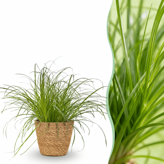 Cyperus alternifolius zumula - pet-friendly - pot de 12cm - hauteur 20cm - plantes d'intérieur
