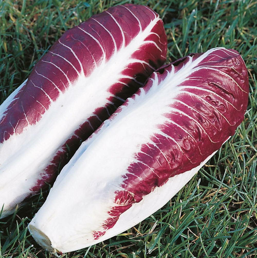 Chicoree sauvage fiero hf1 - 100 graines