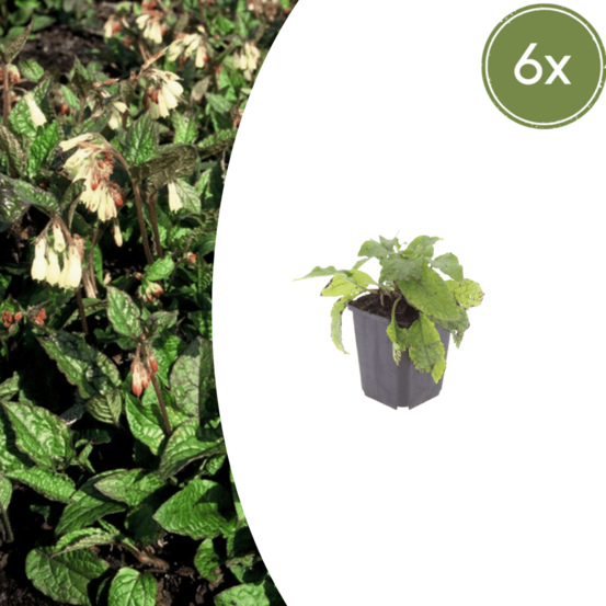 Consoude (symphytum grandiflorum) 'grandiflorum' - 6