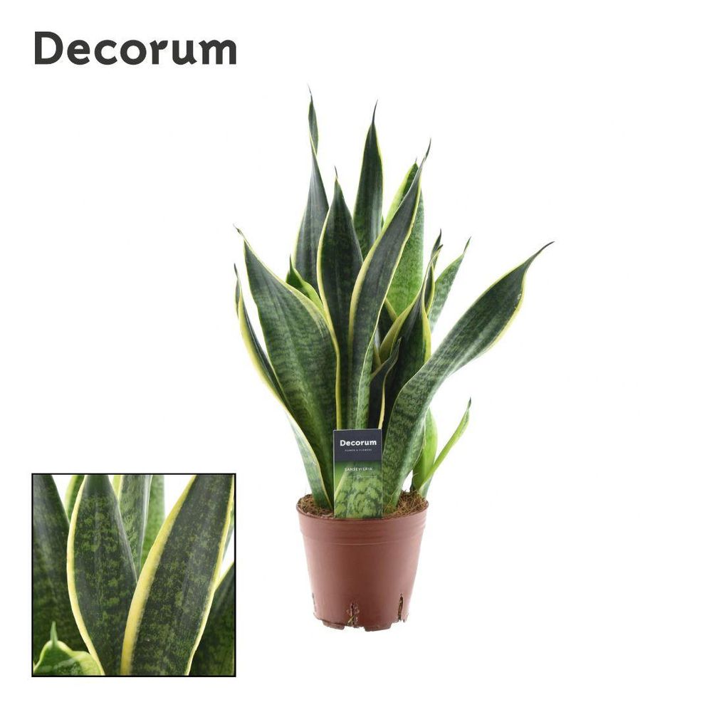 Sansevieria 'futura superba' - pot de 14cm - hauteur 45cm - plantes d'intérieur