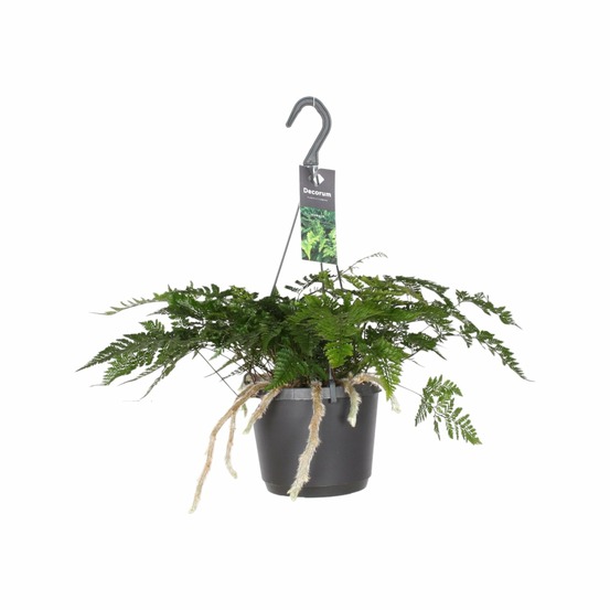 Davallia bullata - h30 cm - ø17 cm