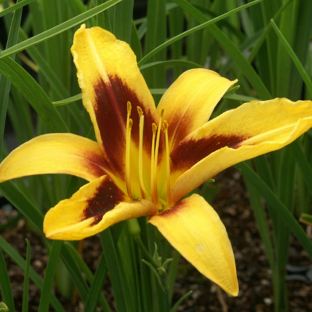 Hémérocalle wideyed lot de 9 godets