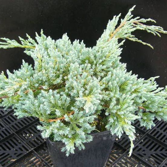 Genévrier écailleux blue carpet, juniperus pot de 3l - 20/40 cm