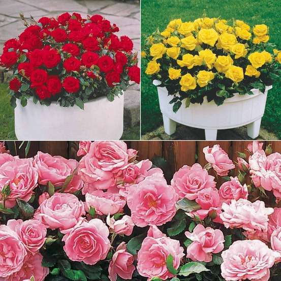 Collection de 3 mini-rosiers randilla : rouge, jaune , rose - le paquet de 3 racines nues
