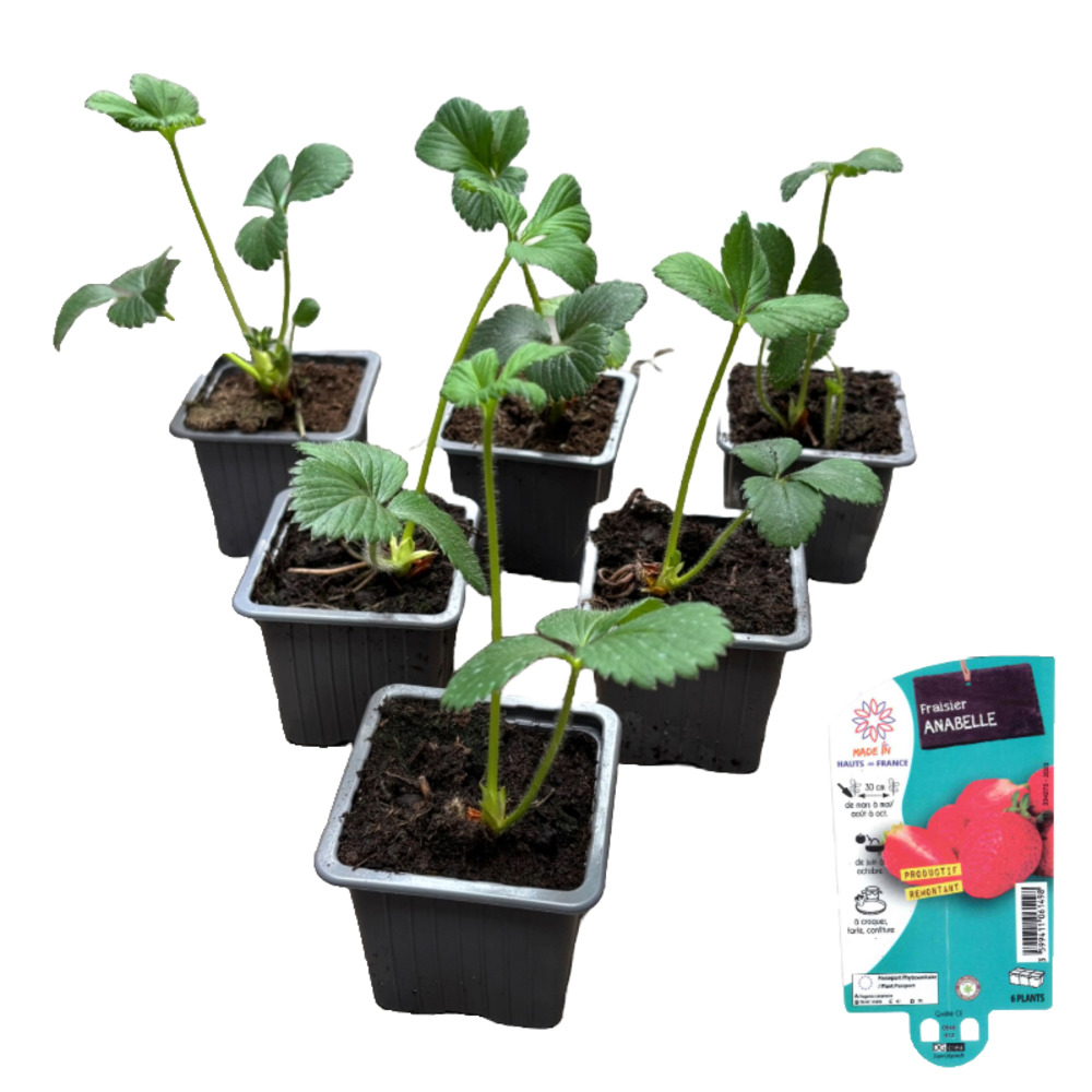 Fraisier anabelle, lot de 6 godets 7cm