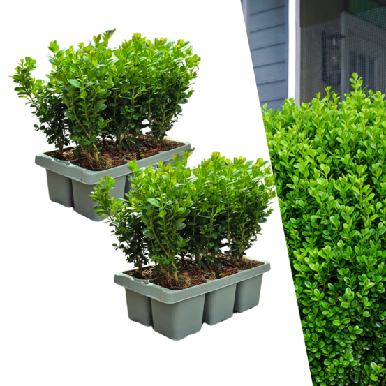 Lot de 2 - pack de 6 buxus newgen freedom - arbustes persistants résistants au froid - buis compact - h15 cm