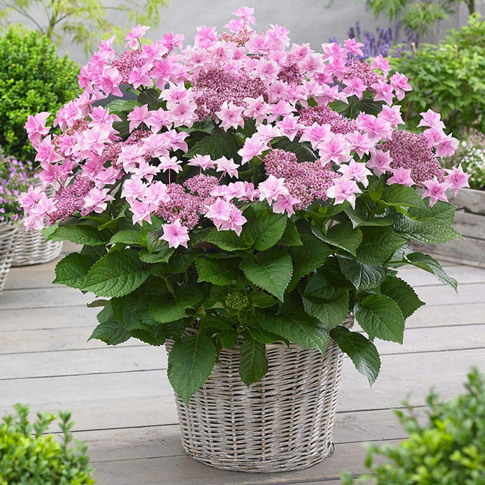 Hortensia doppio rosa - le pot / 1.5l / hauteur livrée 20-25cm, vendu par lot de 2