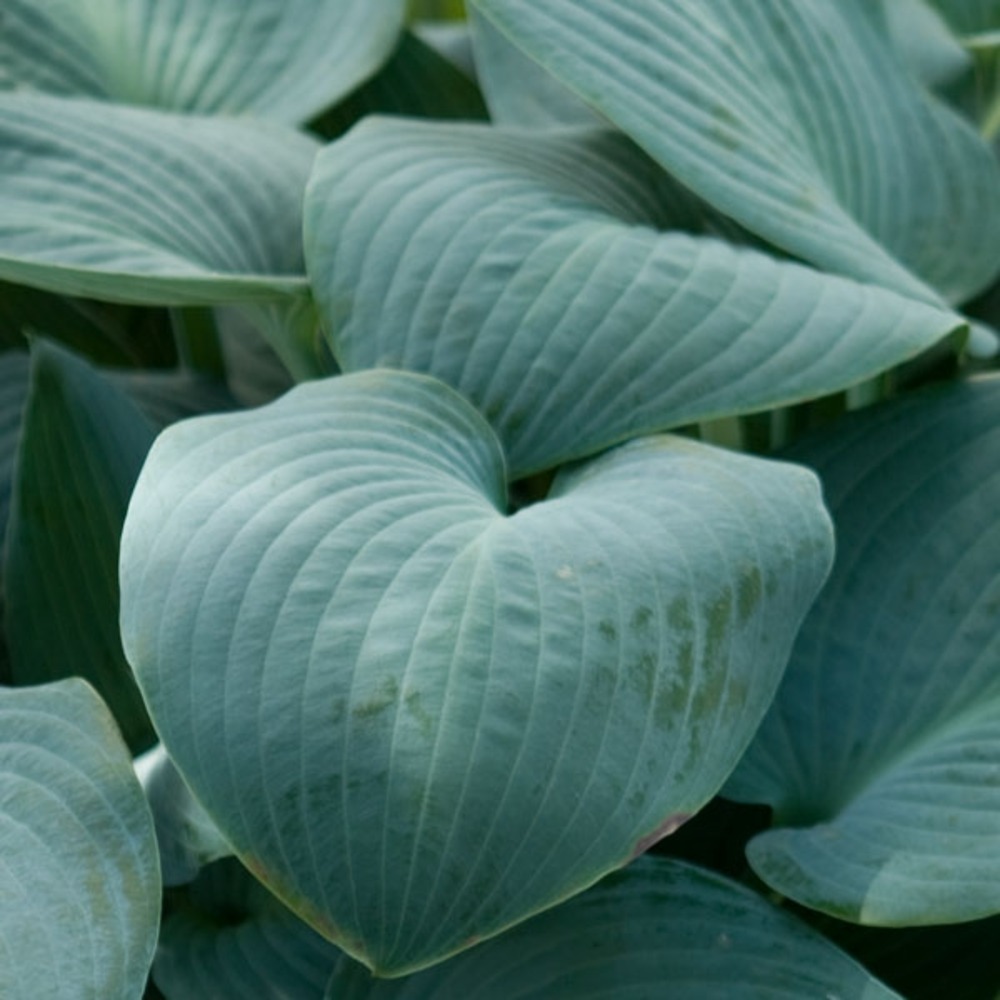Hosta tardiana 'halcyon' pot de 1l/1,5l