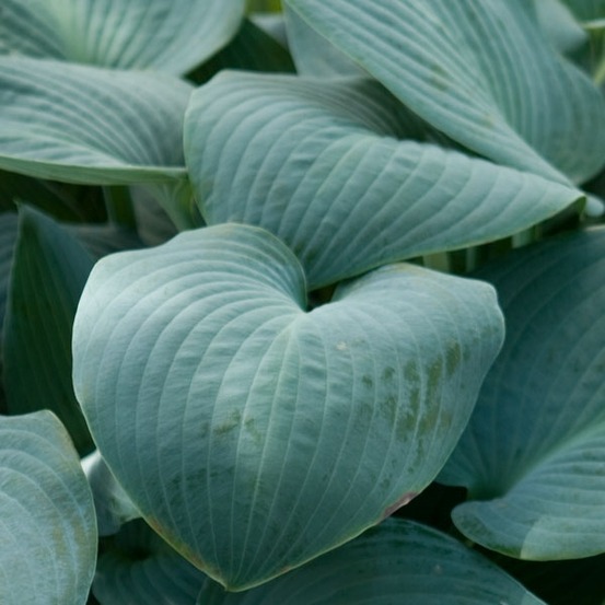 Hosta tardiana 'halcyon' pot de 1l/1,5l