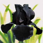 2 iris de jardin etude en noir, le paquet de 2 racines nues