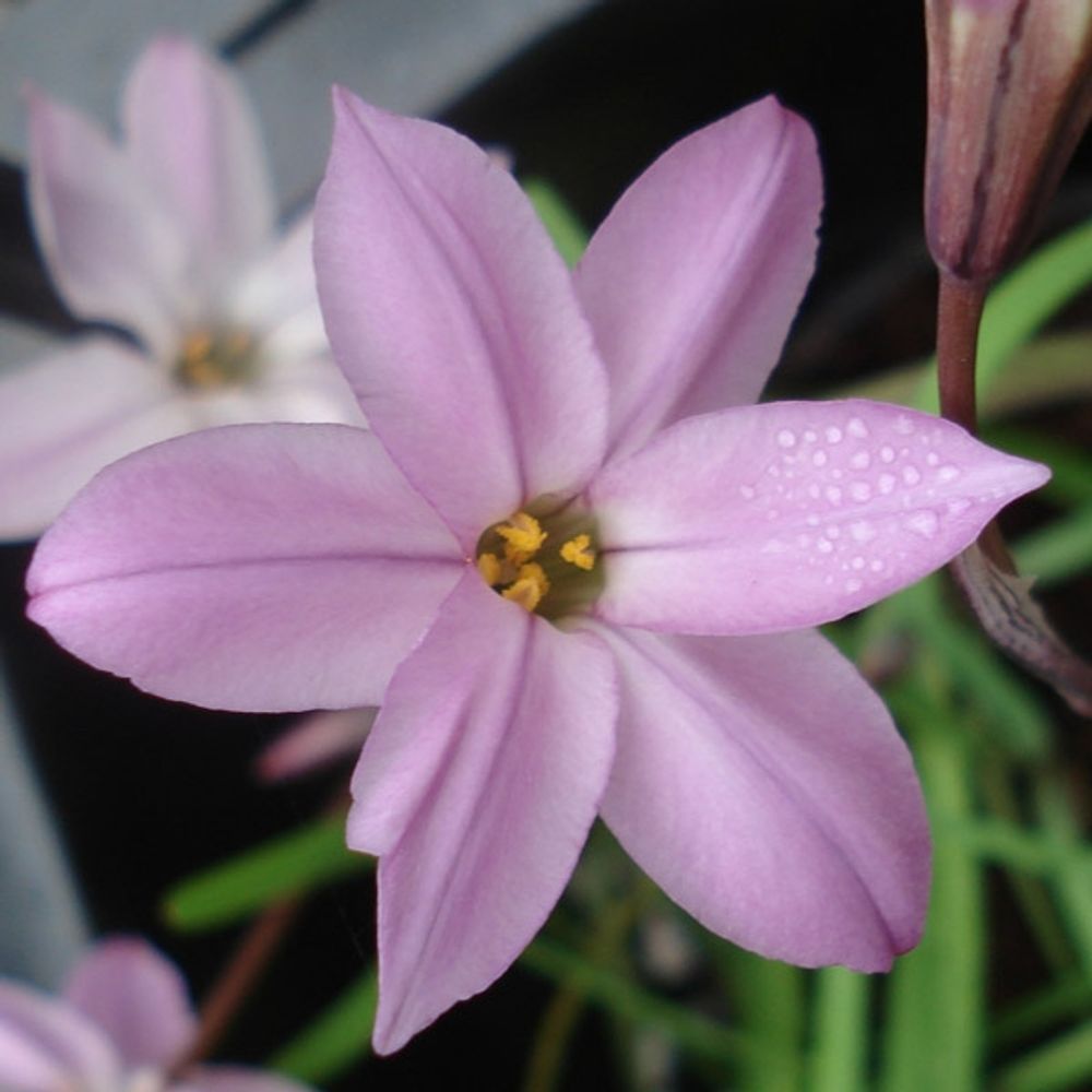 Ipheion uniflorum charlotte bishop bulbe calibre i (par 10)