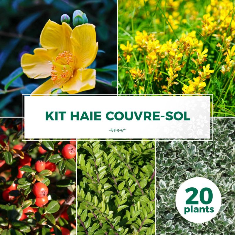 Kit haie couvre sol - 20 jeunes plants - 20 jeunes plants : taille 20/40cm