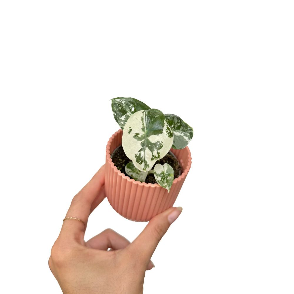 Alocasia frydek (variegata) - pot de 6cm