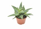 Aloe thiba h15.0cm