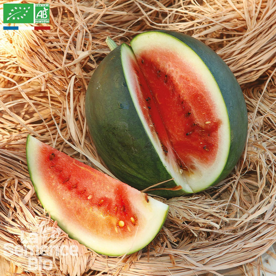 Pastèque sugar baby - graines bio