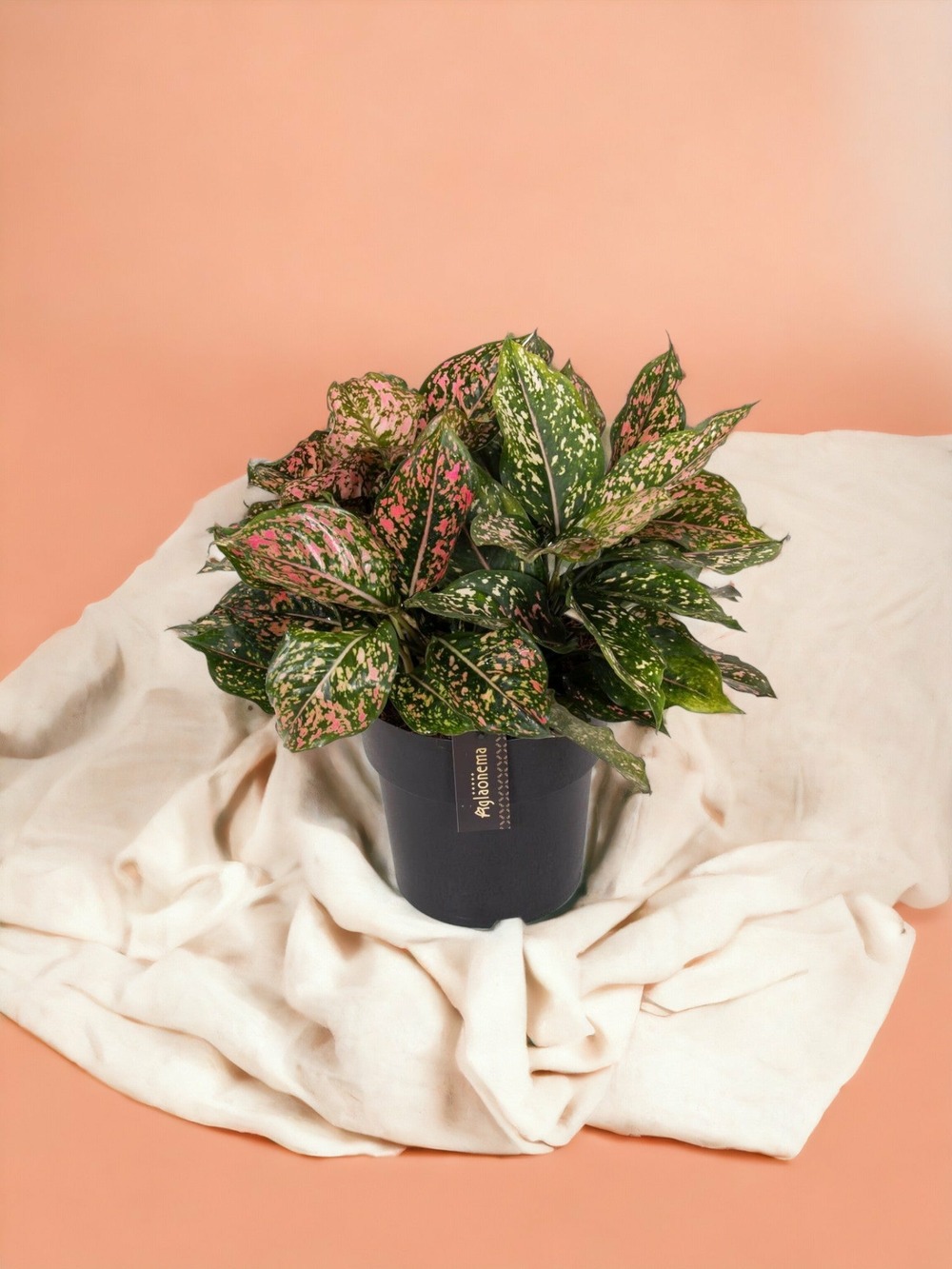 Aglaonema pink leopard