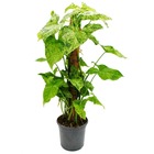 Plante grimpante insolite sur tige de mousse - syngonium purp. 'mottled' - tussilage pourpre - hauteur env. 80cm - pot 16cm